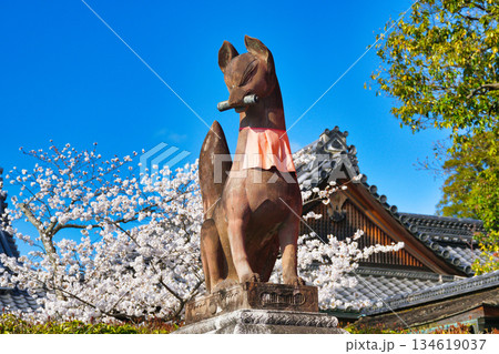 京都　伏見稲荷大社　美しい桜と狛きつね（京都府京都市伏見区） 134619037