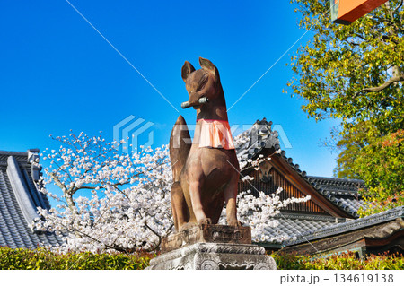 京都 伏見稲荷大社 美しい桜と狛きつね(京都府京都市伏見区) 京都 伏見稲荷大社 美しい桜と狛きつね(京都府京都市伏見区) 134619138