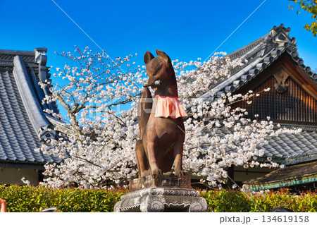 京都 伏見稲荷大社 美しい桜と狛きつね(京都府京都市伏見区) 京都 伏見稲荷大社 美しい桜と狛きつね(京都府京都市伏見区) 134619158