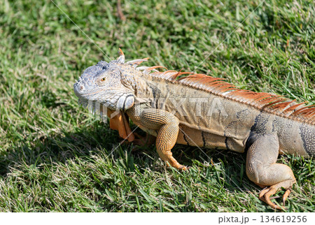 Wildlife zoo in jungle. Iguana lizard on grass. American iguana herbivorous lizard. Exotic iguana reptile. Exotic reptile animal. Wildlife fauna. Reptile animal in nature. Sunbathing iguana Wildlife zoo in jungle. Iguana lizard on grass. American iguana herbivorous lizard. Exotic iguana reptile. Exotic reptile animal. Wildlife fauna. Reptile animal in nature. Sunbathing iguana 134619256