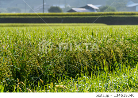 朝日に照らされる田んぼの原風景 134619340