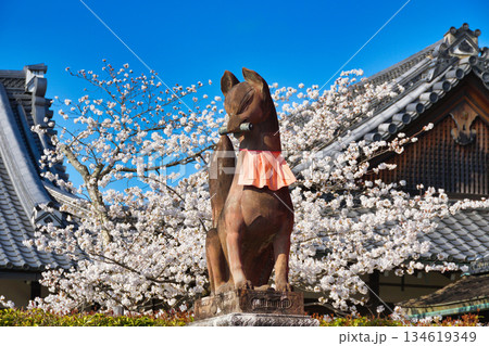 京都　伏見稲荷大社　美しい桜と狛きつね（京都府京都市伏見区） 134619349