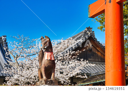 京都 伏見稲荷大社 美しい桜と狛きつね(京都府京都市伏見区) 京都 伏見稲荷大社 美しい桜と狛きつね(京都府京都市伏見区) 134619351