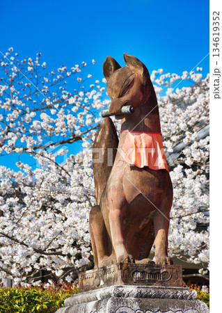 京都 伏見稲荷大社 美しい桜と狛きつね(京都府京都市伏見区) 京都 伏見稲荷大社 美しい桜と狛きつね(京都府京都市伏見区) 134619352