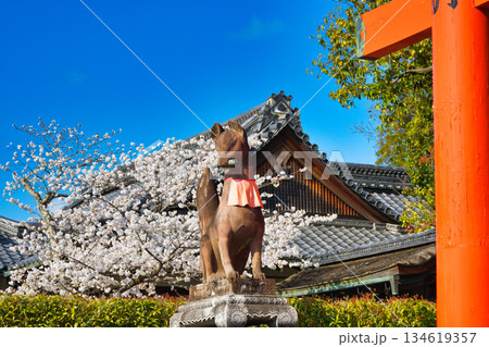 京都 伏見稲荷大社 美しい桜と狛きつね(京都府京都市伏見区) 京都 伏見稲荷大社 美しい桜と狛きつね(京都府京都市伏見区) 134619357
