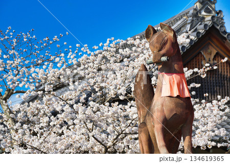 京都　伏見稲荷大社　美しい桜と狛きつね（京都府京都市伏見区） 134619365