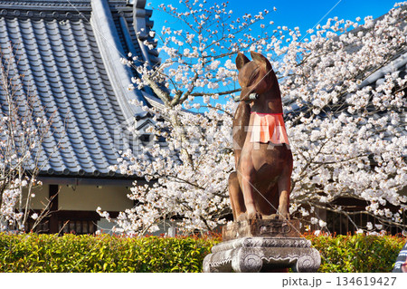 京都　伏見稲荷大社　美しい桜と狛きつね（京都府京都市伏見区） 134619427