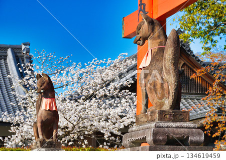 京都 伏見稲荷大社 美しい桜と狛きつね(京都府京都市伏見区) 京都 伏見稲荷大社 美しい桜と狛きつね(京都府京都市伏見区) 134619459
