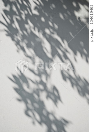 Real photograph botanical plant branch casting beautiful shadows rustic neutral wall cozy background Real photograph botanical plant branch casting beautiful shadows rustic neutral wall cozy background 134619463