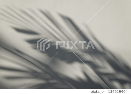 Real photo organic shadow texture against white wall natural minimalist background aesthetics 134619464