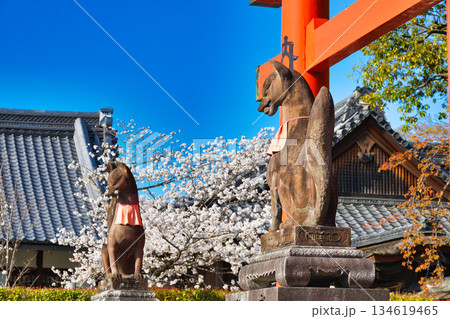 京都　伏見稲荷大社　美しい桜と狛きつね（京都府京都市伏見区） 134619465