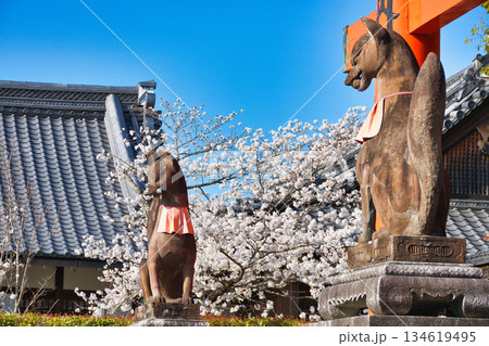 京都 伏見稲荷大社 美しい桜と狛きつね(京都府京都市伏見区) 京都 伏見稲荷大社 美しい桜と狛きつね(京都府京都市伏見区) 134619495
