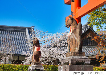 京都　伏見稲荷大社　美しい桜と狛きつね（京都府京都市伏見区） 134619499