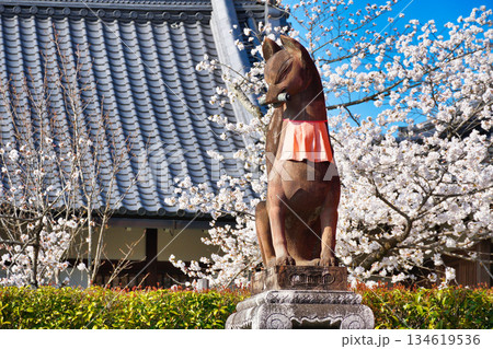 京都 伏見稲荷大社 美しい桜と狛きつね(京都府京都市伏見区) 京都 伏見稲荷大社 美しい桜と狛きつね(京都府京都市伏見区) 134619536