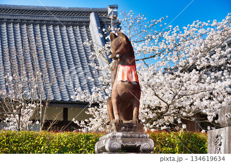 京都 伏見稲荷大社 美しい桜と狛きつね(京都府京都市伏見区) 京都 伏見稲荷大社 美しい桜と狛きつね(京都府京都市伏見区) 134619634