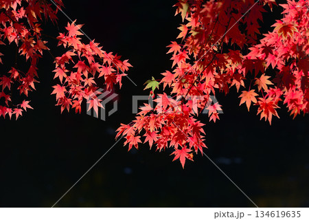 鮮やかな紅葉 134619635