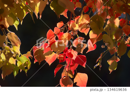 鮮やかな紅葉 134619636