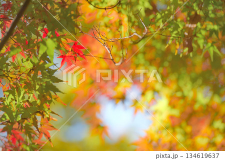 鮮やかな紅葉 134619637