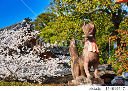 京都 伏見稲荷大社 美しい桜と狛きつね(京都府京都市伏見区) 京都 伏見稲荷大社 美しい桜と狛きつね(京都府京都市伏見区) 134619647