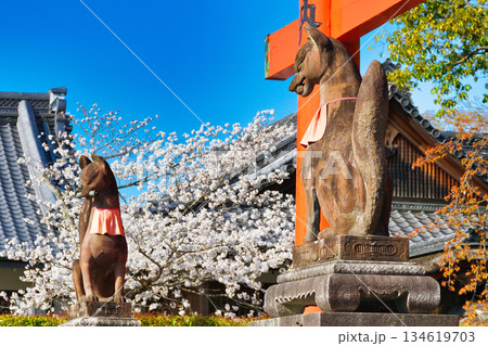 京都　伏見稲荷大社　美しい桜と狛きつね（京都府京都市伏見区） 134619703