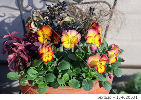 鉢に植えたビオラの寄せ植え 鉢に植えたビオラの寄せ植え 134620031