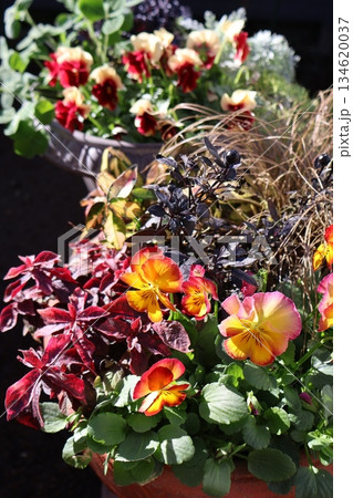 フリルパンジーの寄せ植え＆寄せ鉢 134620037