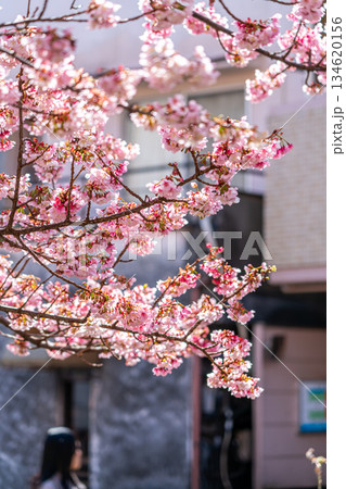 【静岡県】熱海の街に鮮やかに色づく熱海桜 134620156