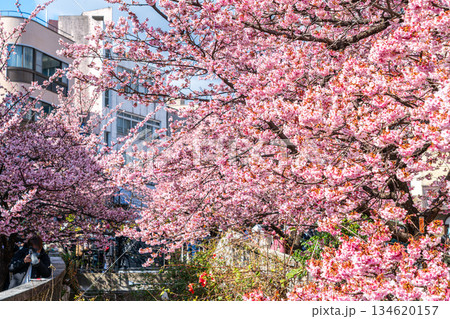【静岡県】熱海の街に鮮やかに色づく熱海桜 134620157