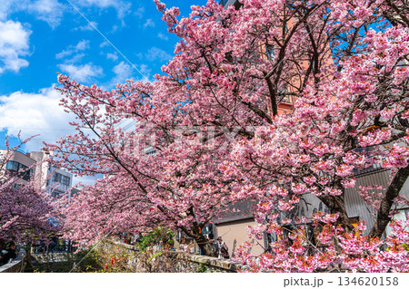 【静岡県】熱海の街に鮮やかに色づく熱海桜 134620158