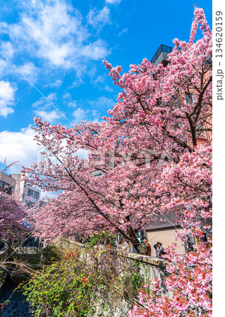 【静岡県】熱海の街に鮮やかに色づく熱海桜 134620159