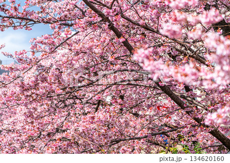 【静岡県】熱海の街に鮮やかに色づく熱海桜 134620160