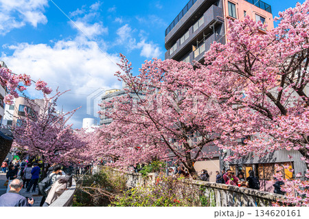 【静岡県】熱海の街に鮮やかに色づく熱海桜 134620161