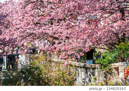 【静岡県】熱海の街に鮮やかに色づく熱海桜 134620163
