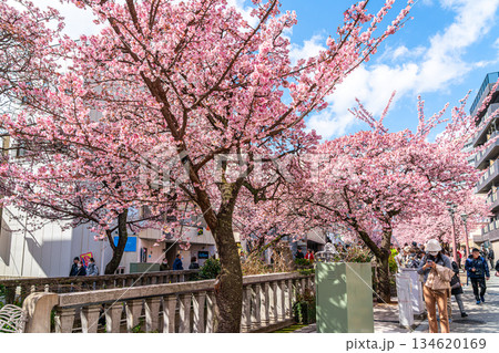 【静岡県】熱海の街に鮮やかに色づく熱海桜 【静岡県】熱海の街に鮮やかに色づく熱海桜 134620169