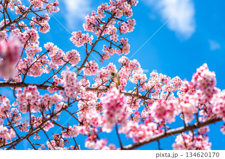 【静岡県】熱海に咲く熱海桜で休むメジロ 【静岡県】熱海に咲く熱海桜で休むメジロ 134620170