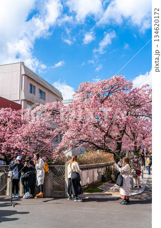 【静岡県】熱海の街に鮮やかに色づく熱海桜 134620172