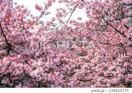 【静岡県】熱海の街に鮮やかに色づく熱海桜 134620174