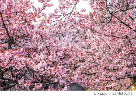 【静岡県】熱海の街に鮮やかに色づく熱海桜 134620175