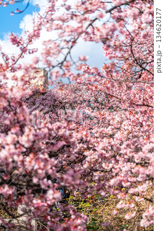 【静岡県】熱海の街に鮮やかに色づく熱海桜 134620177