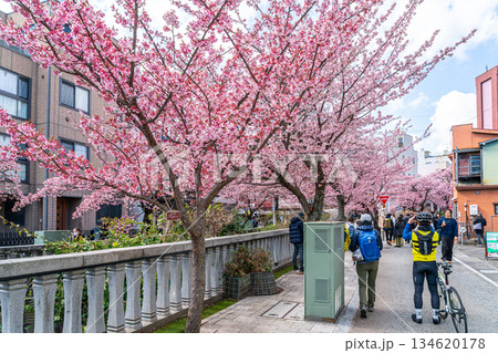 【静岡県】熱海の街に鮮やかに色づく熱海桜 【静岡県】熱海の街に鮮やかに色づく熱海桜 134620178