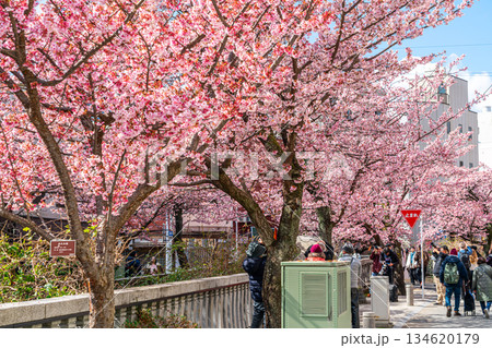 【静岡県】熱海の街に鮮やかに色づく熱海桜 134620179