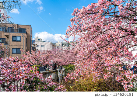 【静岡県】熱海の街に鮮やかに色づく熱海桜 134620181