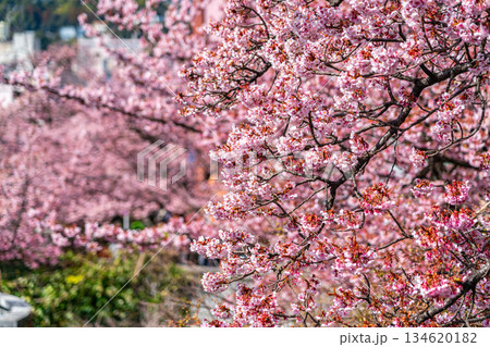 【静岡県】熱海の街に鮮やかに色づく熱海桜 134620182