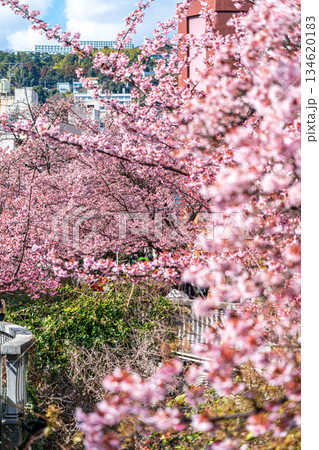 【静岡県】熱海の街に鮮やかに色づく熱海桜 134620183