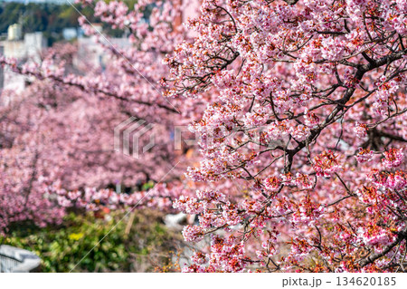 【静岡県】熱海の街に鮮やかに色づく熱海桜 134620185