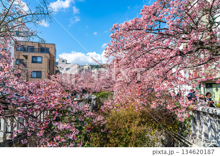 【静岡県】熱海の街に鮮やかに色づく熱海桜 134620187