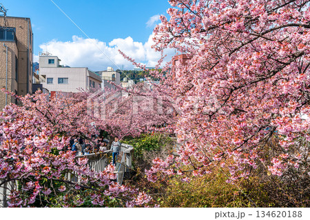 【静岡県】熱海の街に鮮やかに色づく熱海桜 134620188