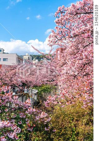 【静岡県】熱海の街に鮮やかに色づく熱海桜 【静岡県】熱海の街に鮮やかに色づく熱海桜 134620189