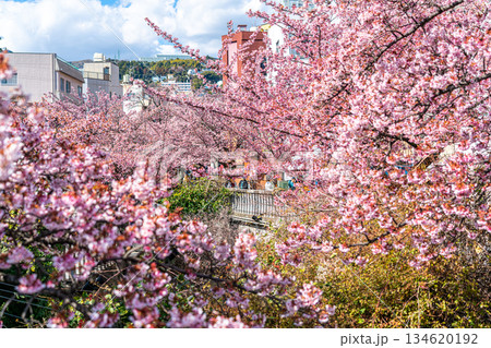 【静岡県】熱海の街に鮮やかに色づく熱海桜 134620192