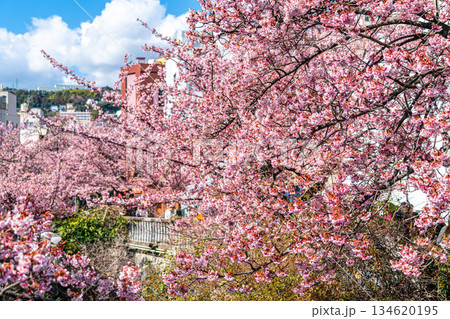 【静岡県】熱海の街に鮮やかに色づく熱海桜 134620195